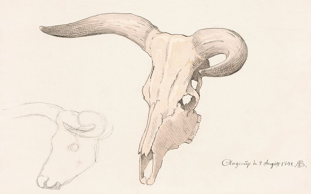 Skull of a cow, in three-quarter profile, the left horn curved (1842), vintage illustration by P. C. Skovgaard. Original…