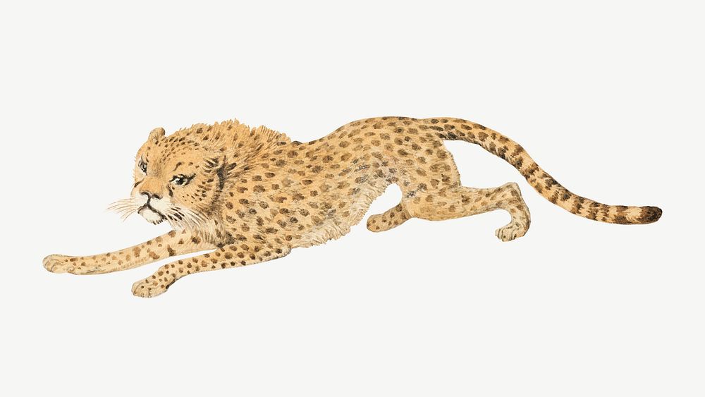 Cheetah, vintage wild animal illustration by Samuel Howitt psd. Remixed by rawpixel.