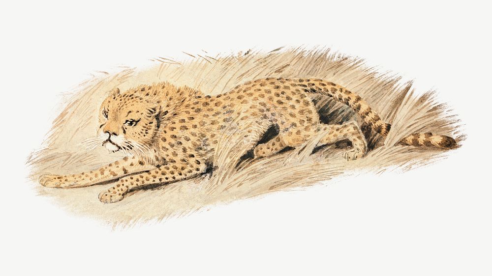 Cheetah, vintage wild animal illustration by Samuel Howitt psd. Remixed by rawpixel.