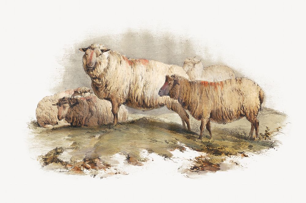 Sheep, vintage farm animal illustration. Remixed by rawpixel.