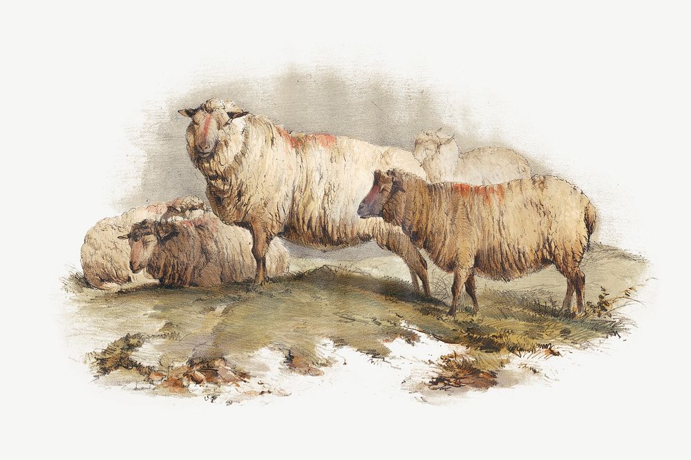 Sheep, vintage farm animal illustration psd. Remixed by rawpixel.
