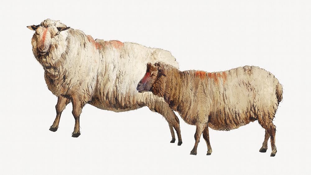 Sheep, vintage farm animal illustration. Remixed by rawpixel.