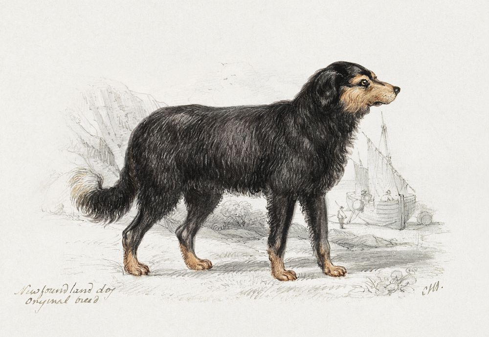 The Newfoundland Dog, Original Breed (1873), vintage animal illustration by Charles Hamilton Smith. Original public domain…