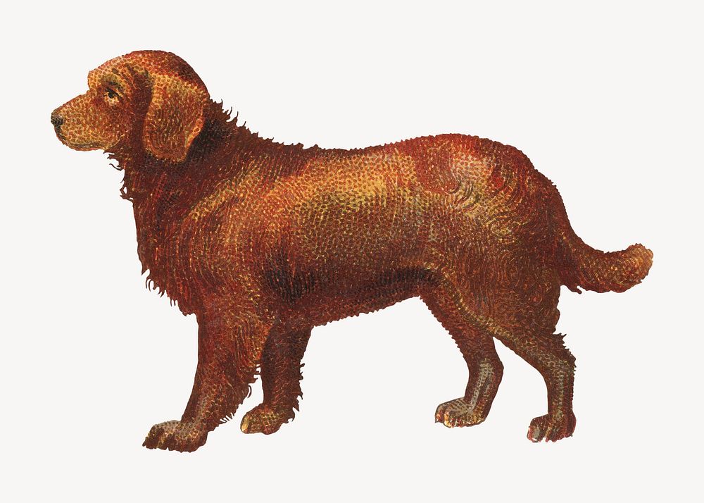 Chesapeake Bay Retriever dog, vintage animal illustration. Remixed by rawpixel.