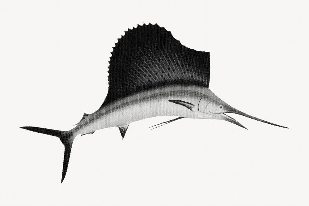 Sailfish, marine life illustration. Remixed by rawpixel.