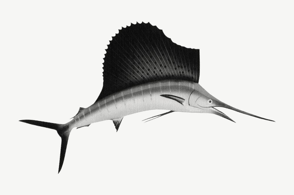 Sailfish, marine life illustration psd. Remixed by rawpixel.