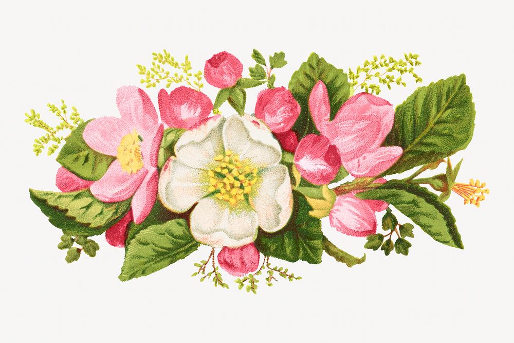 Vintage helleborus flower illustration. Remixed by rawpixel.