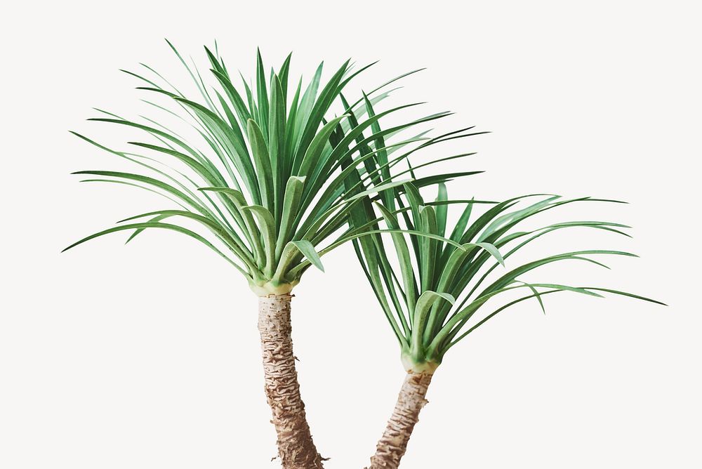 Palm tree isolated image