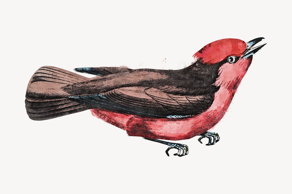 Vermilion flycatcher bird watercolor. Remixed by rawpixel.
