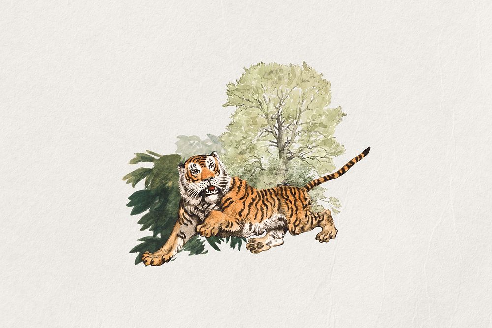 Tiger watercolor collage element. Remixed by rawpixel.
