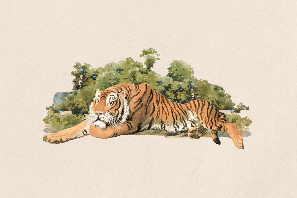 Tiger watercolor collage element. Remixed by rawpixel.