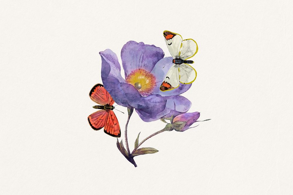 Watercolor butterflies & anemone flower collage element. Remixed by rawpixel.