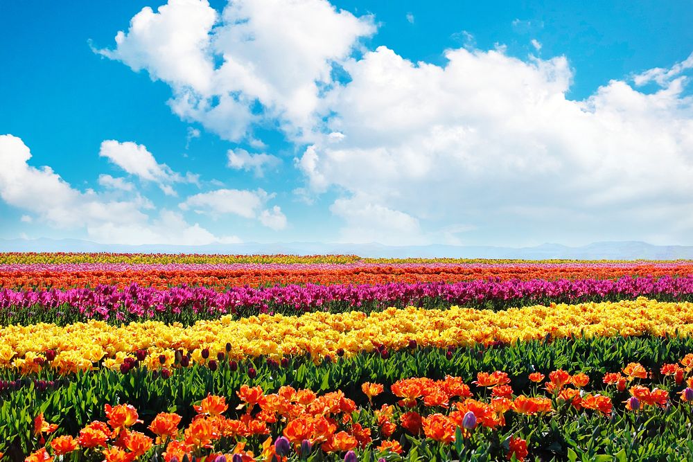 Tulip field background. Remixed by rawpixel. 