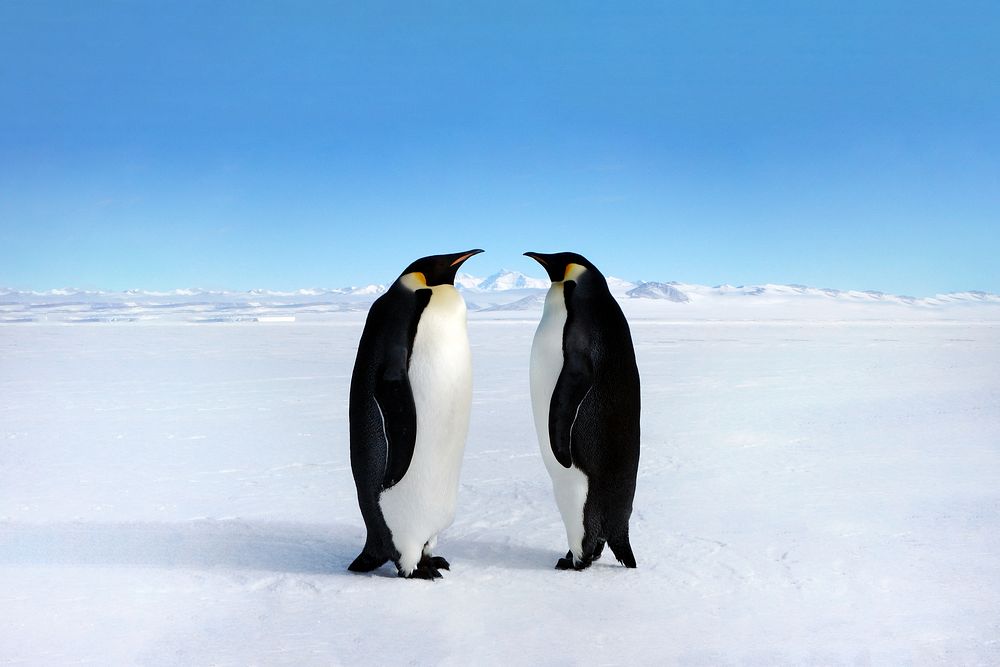 Penguin couple background. Remixed by rawpixel. 