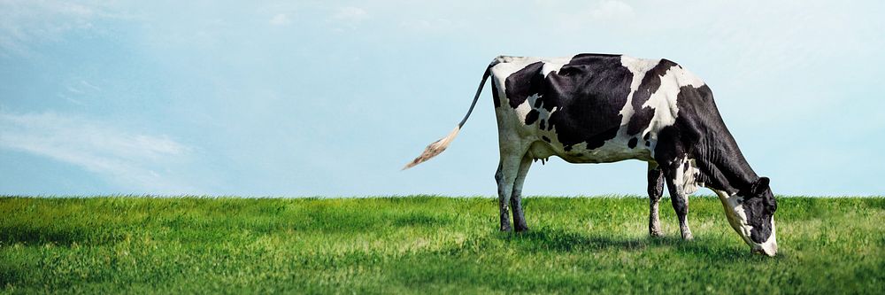 Cow grazing grass blog banner