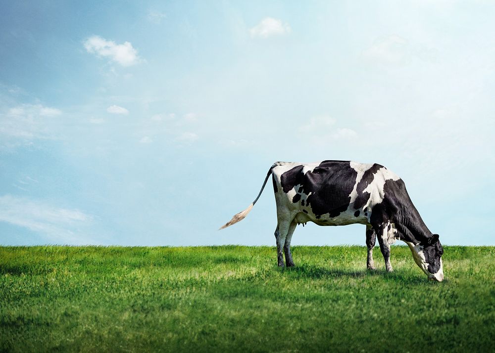 Cow grazing grass background