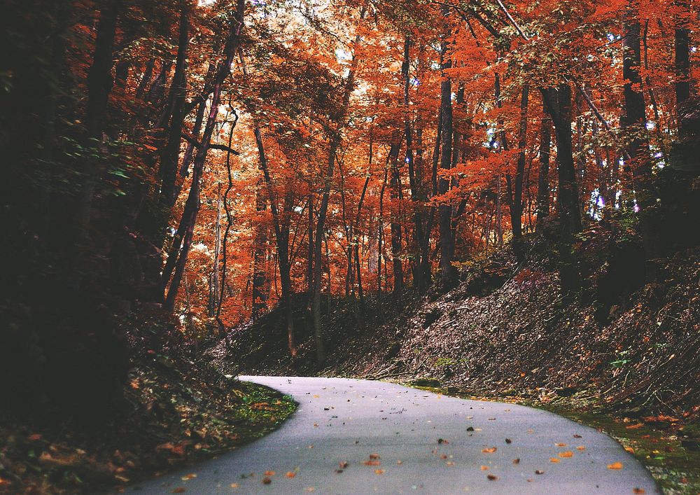 Autumn maple forest background, road way image