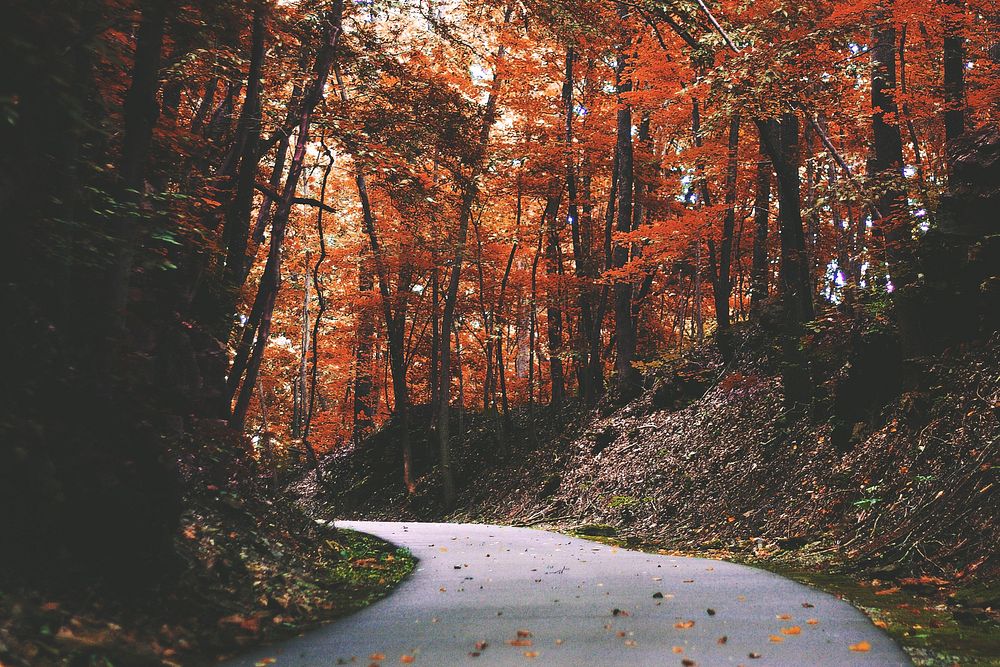 Autumn maple forest background, road way image