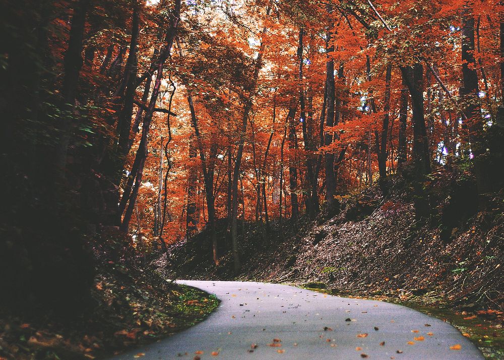 Autumn maple forest background, road way image