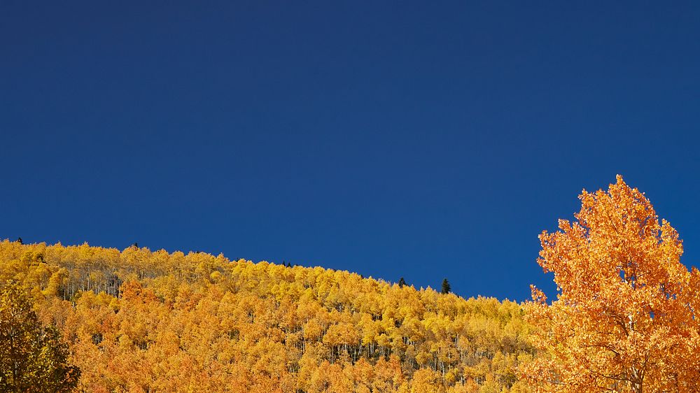 Autumn meadow border HD wallpaper, blue sky image