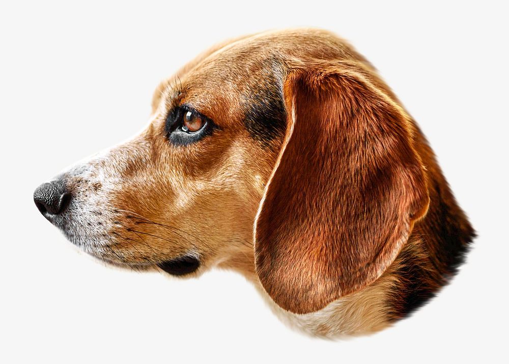 Beagle isolated image on white