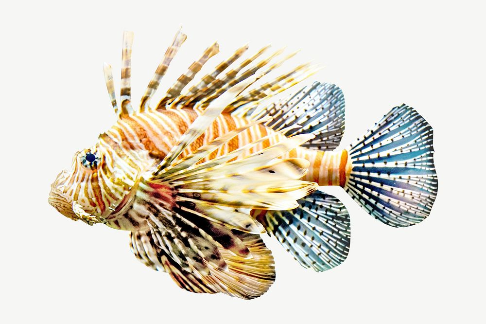 Lionfish  animal collage element psd