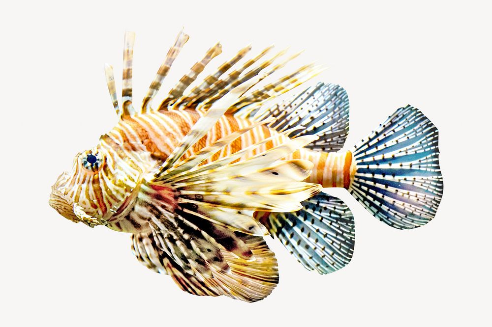 Lionfish  animal isolated image