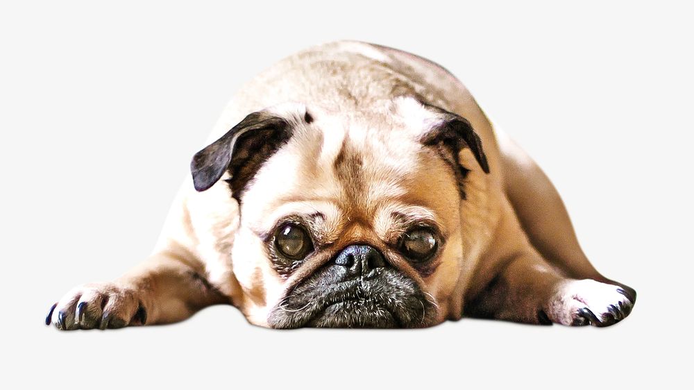 Fawn pug lying on the floor  isolated image