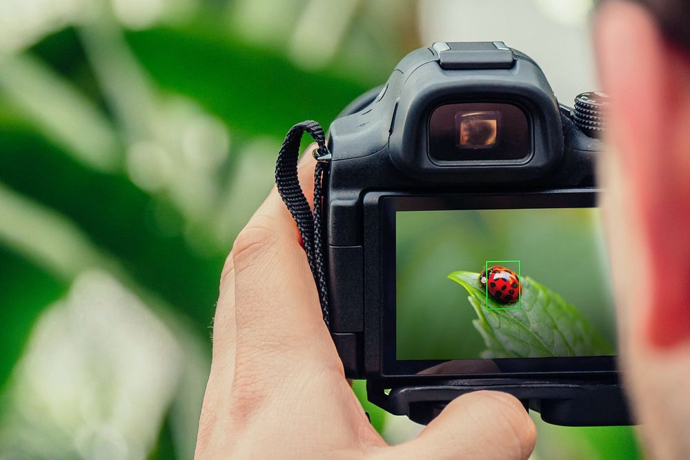 Camera digital monitor screen showing ladybug