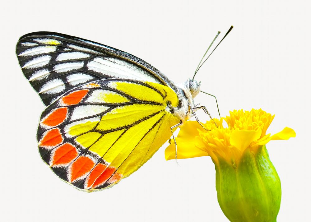 The Common Jezebel butterfly isolated image