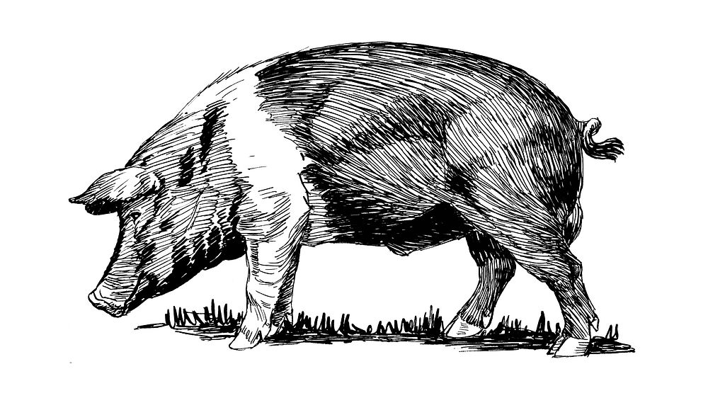 Line art drawing of a hog.