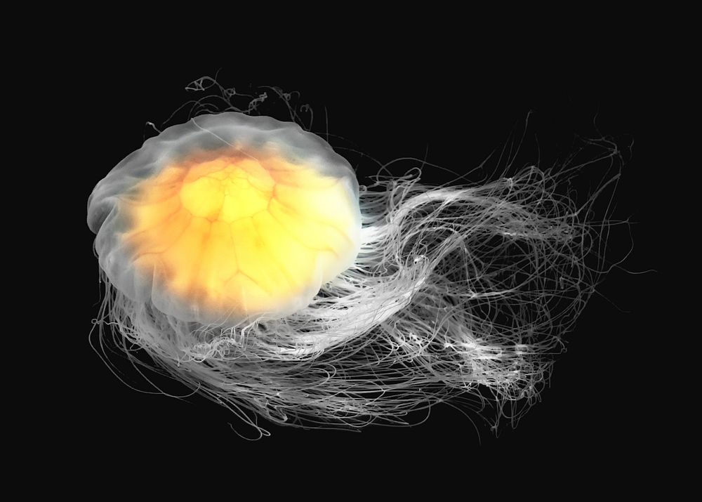 Lion's mane jellyfish image