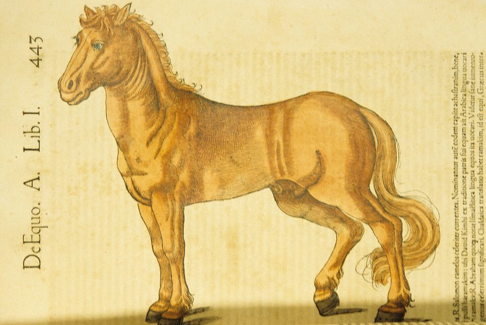 About the Horse, antique illustration.