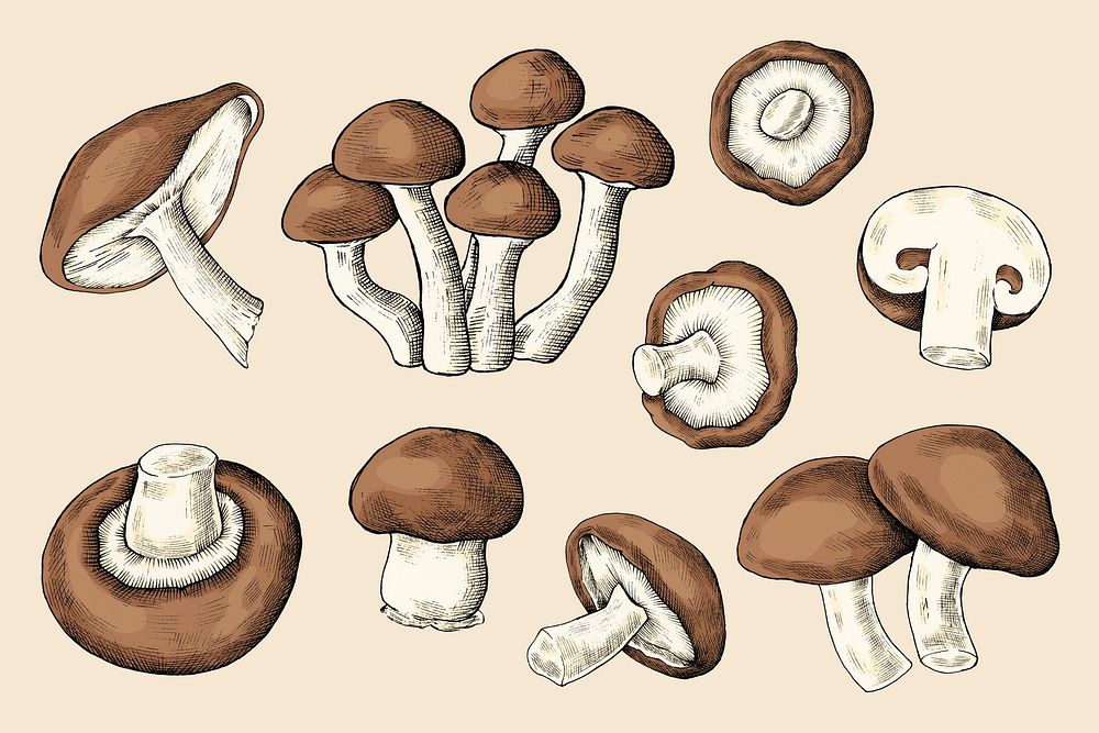Mushroom vintage illustration, design element set psd