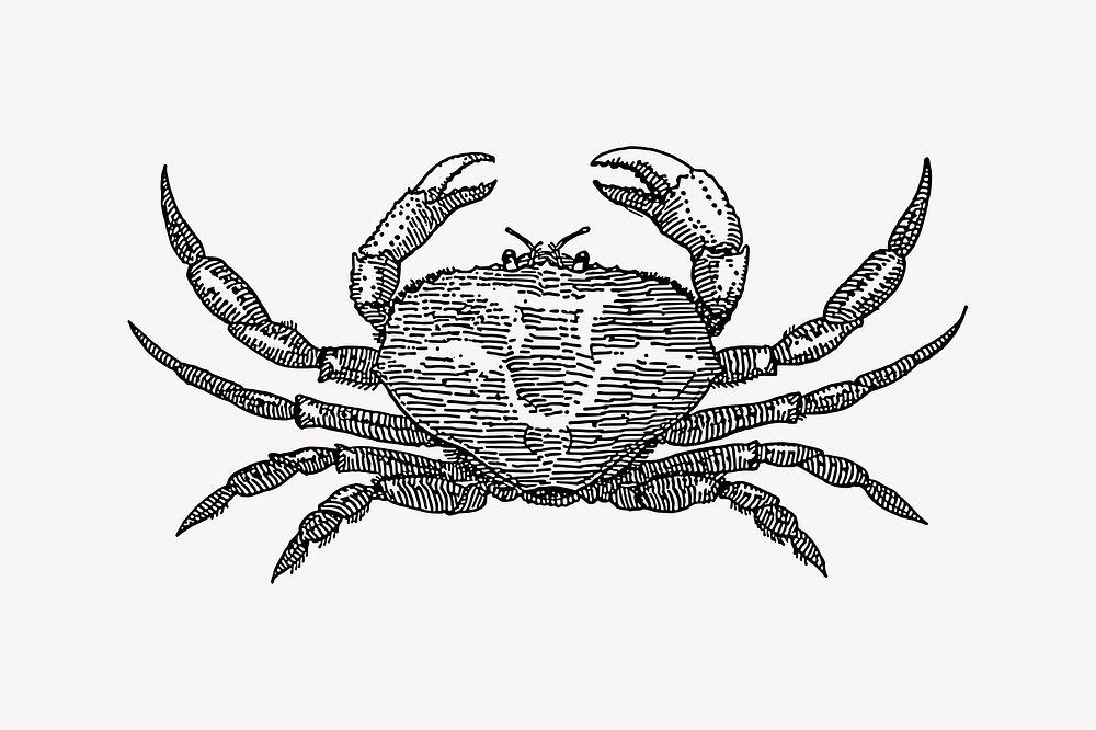 Vintage crab animal clipart. Free public domain CC0 image.