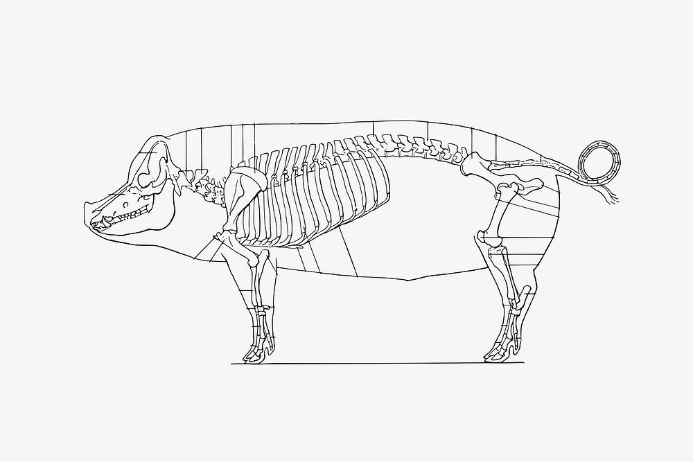 Pig skeleton collage element vector. Free public domain CC0 image.