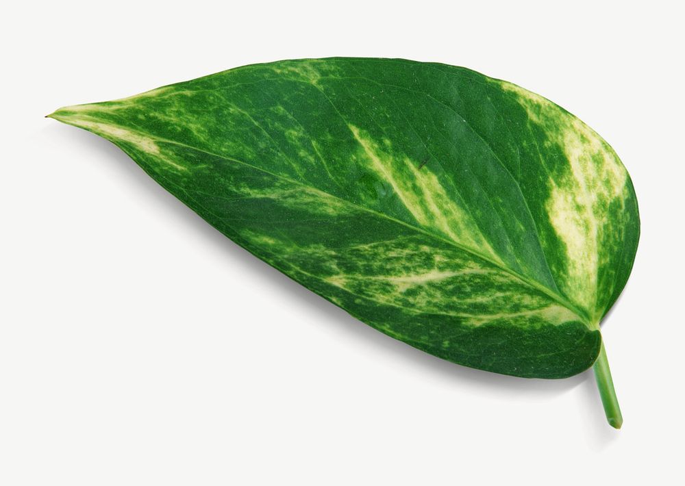 One pothos leaf psd