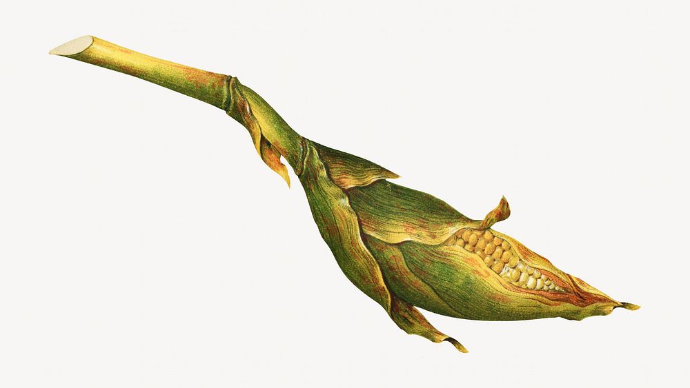 Corn, Japanese vegetable illustration. Remixed by rawpixel.