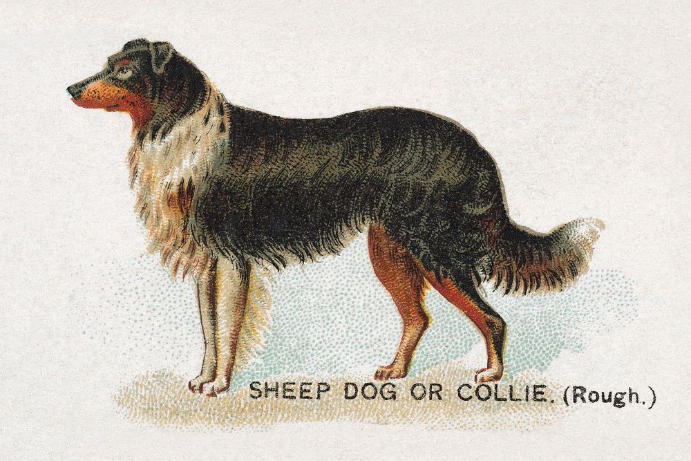 Sheep Dog or Collie (Rough), from the Dogs of the World series for Old Judge Cigarettes (1890) chromolithograph art by…