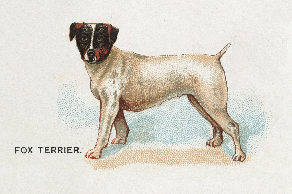 Fox Terrier, from the Dogs of the World series for Old Judge Cigarettes (1890) chromolithograph art by Goodwin & Company.…