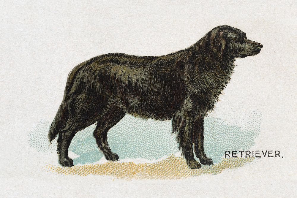 Retriever, from the Dogs of the World series for Old Judge Cigarettes (1890) chromolithograph art by Goodwin & Company.…
