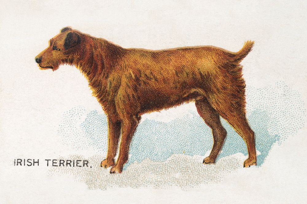 Irish Terrier, from the Dogs of the World series for Old Judge Cigarettes (1890) chromolithograph art by Goodwin & Company.…