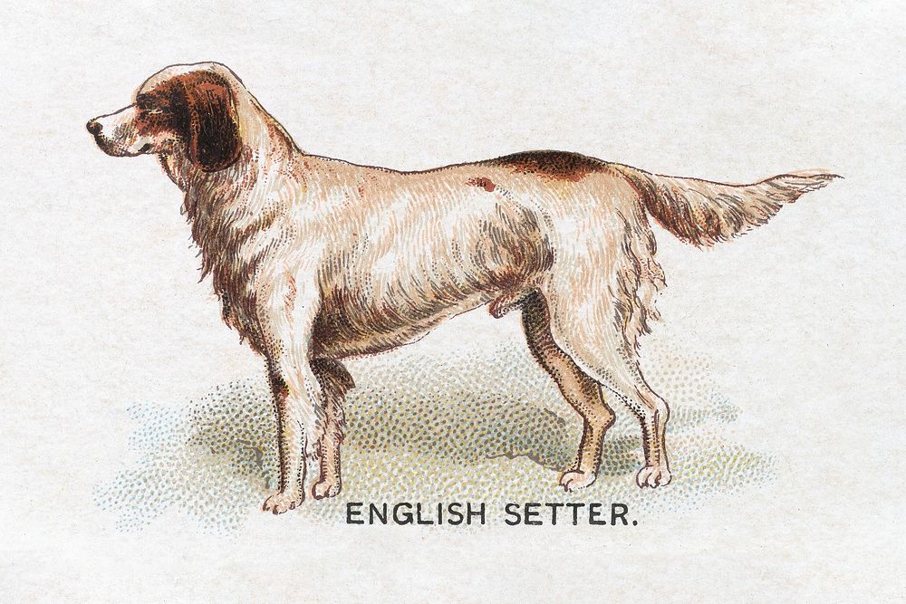 English Setter, from the Dogs of the World series for Old Judge Cigarettes (1890) chromolithograph art by Goodwin & Company.…
