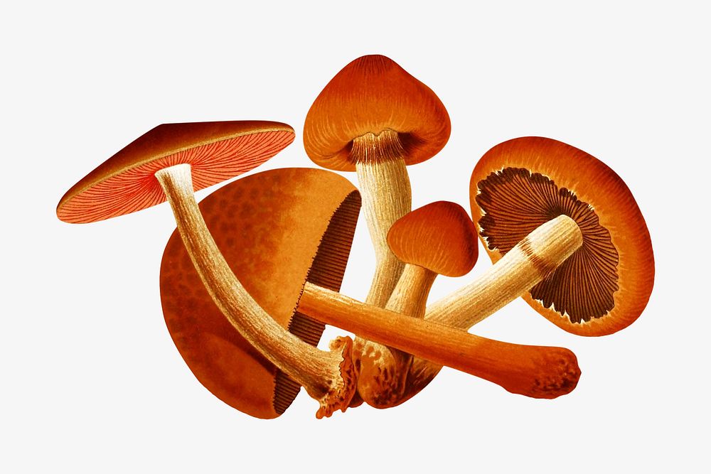 Vintage mushroom chromolithograph collage element. Remixed by rawpixel. 