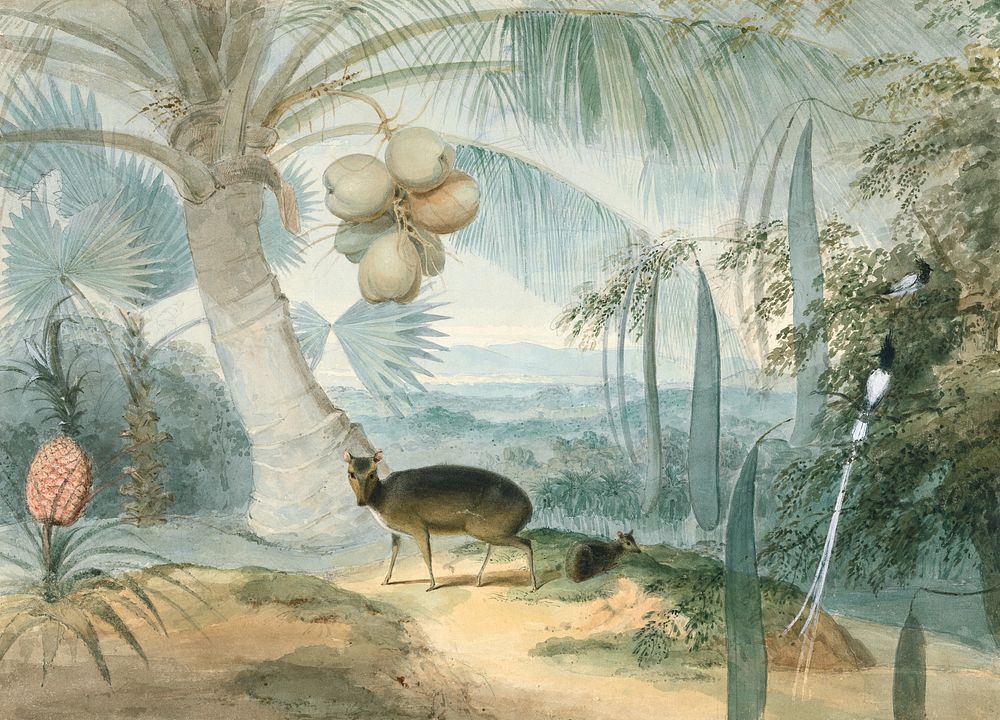 A Landscape in Ceylon, With Barking Deer and Fawn and a Pair of Paradise Fly-Catchers (1808-1811) vintage illustration by…