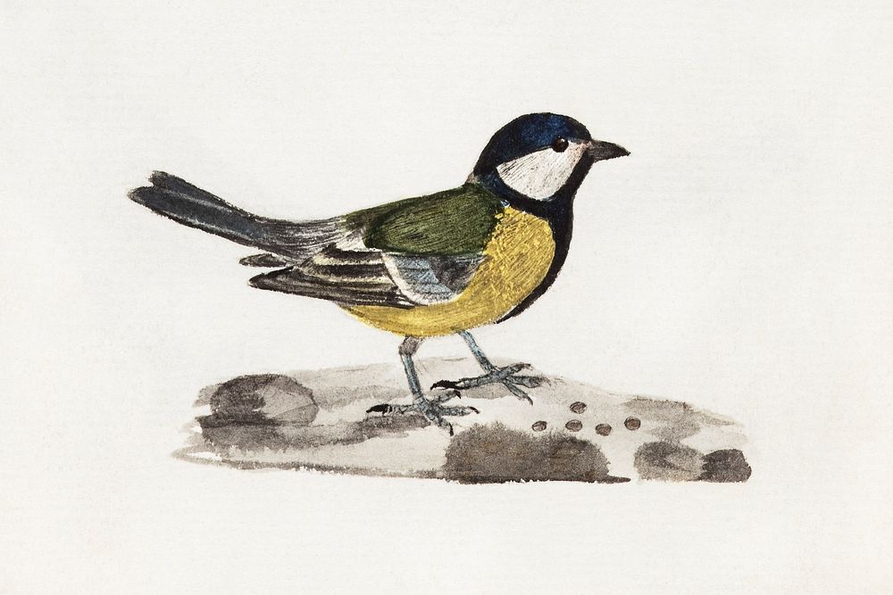 Talitiainen (1830) by Ferdinand von Wright, vintage bird illustration. Original public domain image from Finnish National…