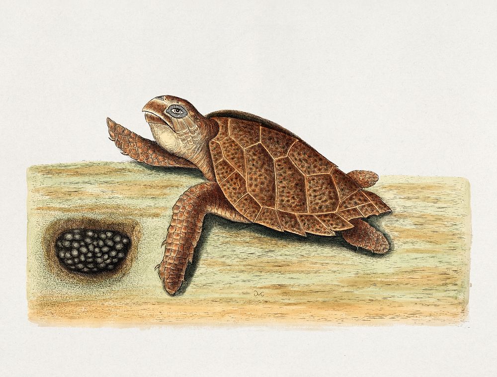 Sea turtle with eggs (1683&ntilde;1749) print in high resolution by Mark Catesby. Original from Biodiversity Heritage…