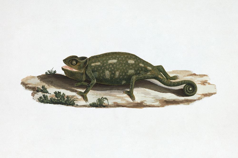 Unidentified Chameleon (1737&ndash;1770) animal illustration by Luigi Balugani. Original public domain image from Yale…