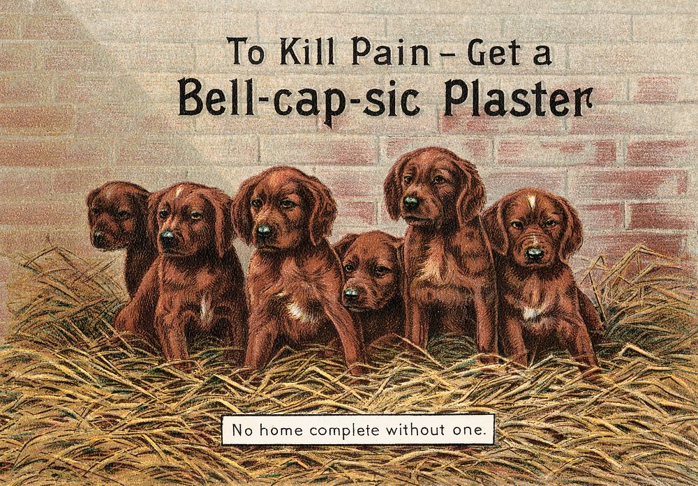 To kill pain - get a Bell-cap-sic Plaster - no home complete without one (1891) chromolithograph art by J. M. Grosvenor &…