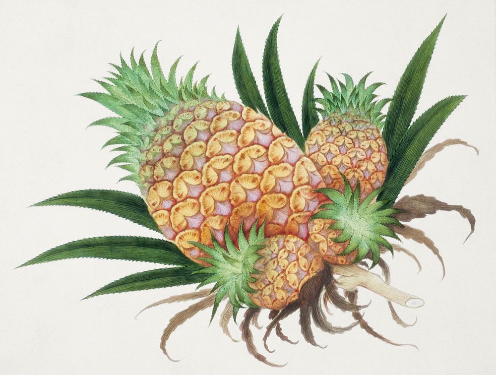 Pineapple. Original from the Minneapolis Institute of Art. Digitally enhanced watercolor by rawpixel.